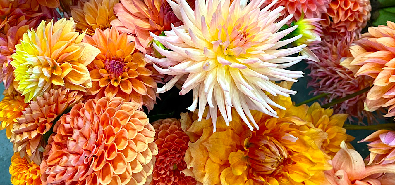 Automne Fleurs Saison Dahlias Hortensias